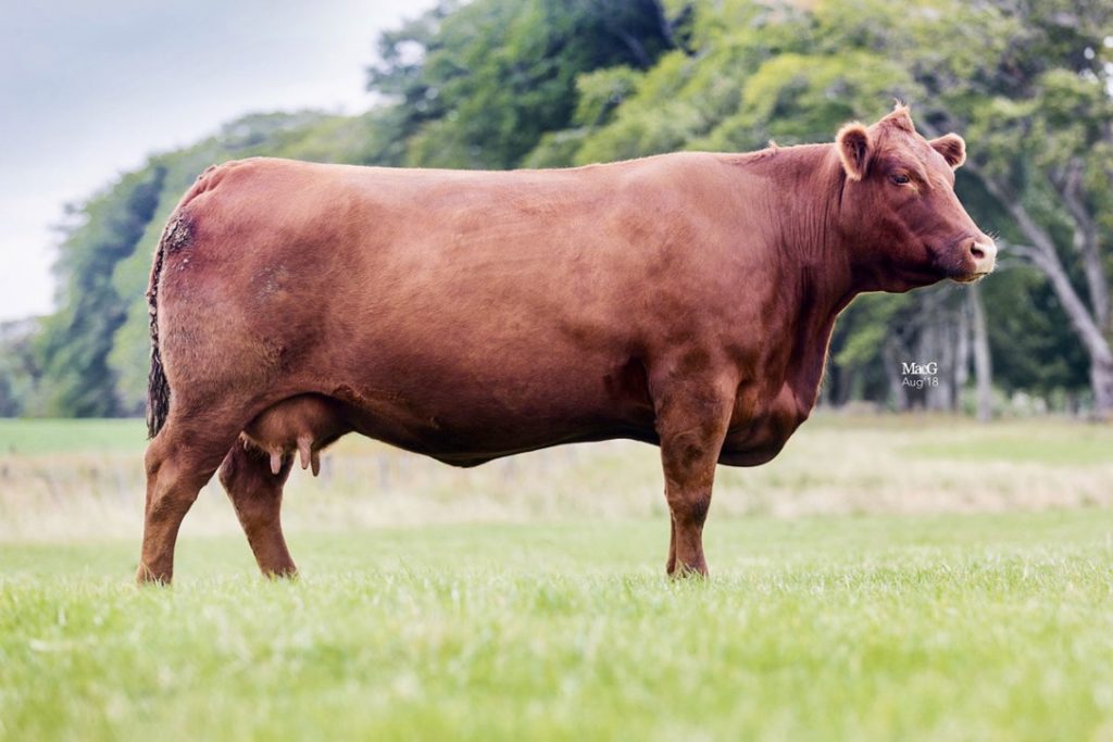 Stock For Sale Aberdeen Angus Cattle Society