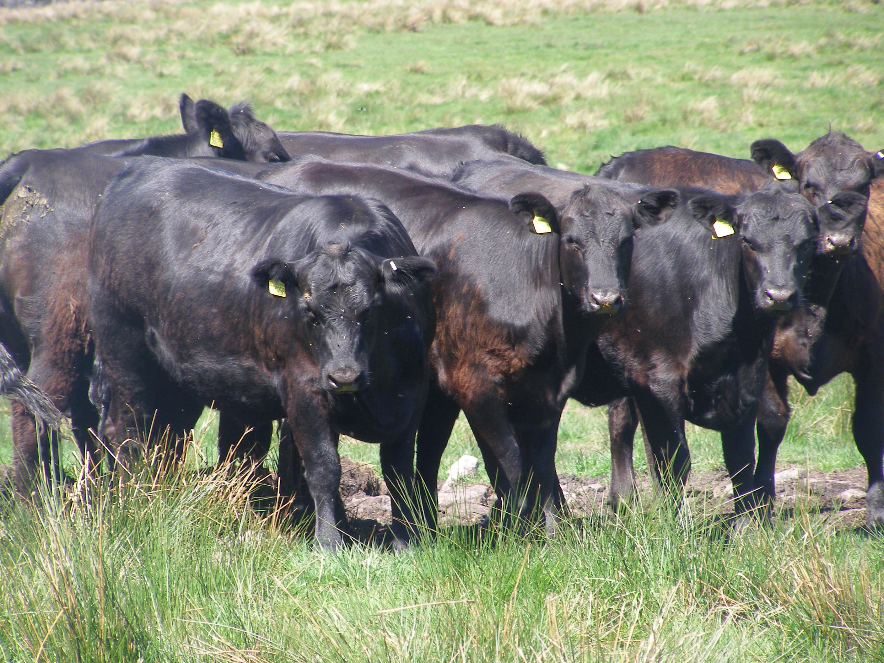 Lakewood pedigree bulling heifers for sale - Aberdeen-Angus Cattle Society