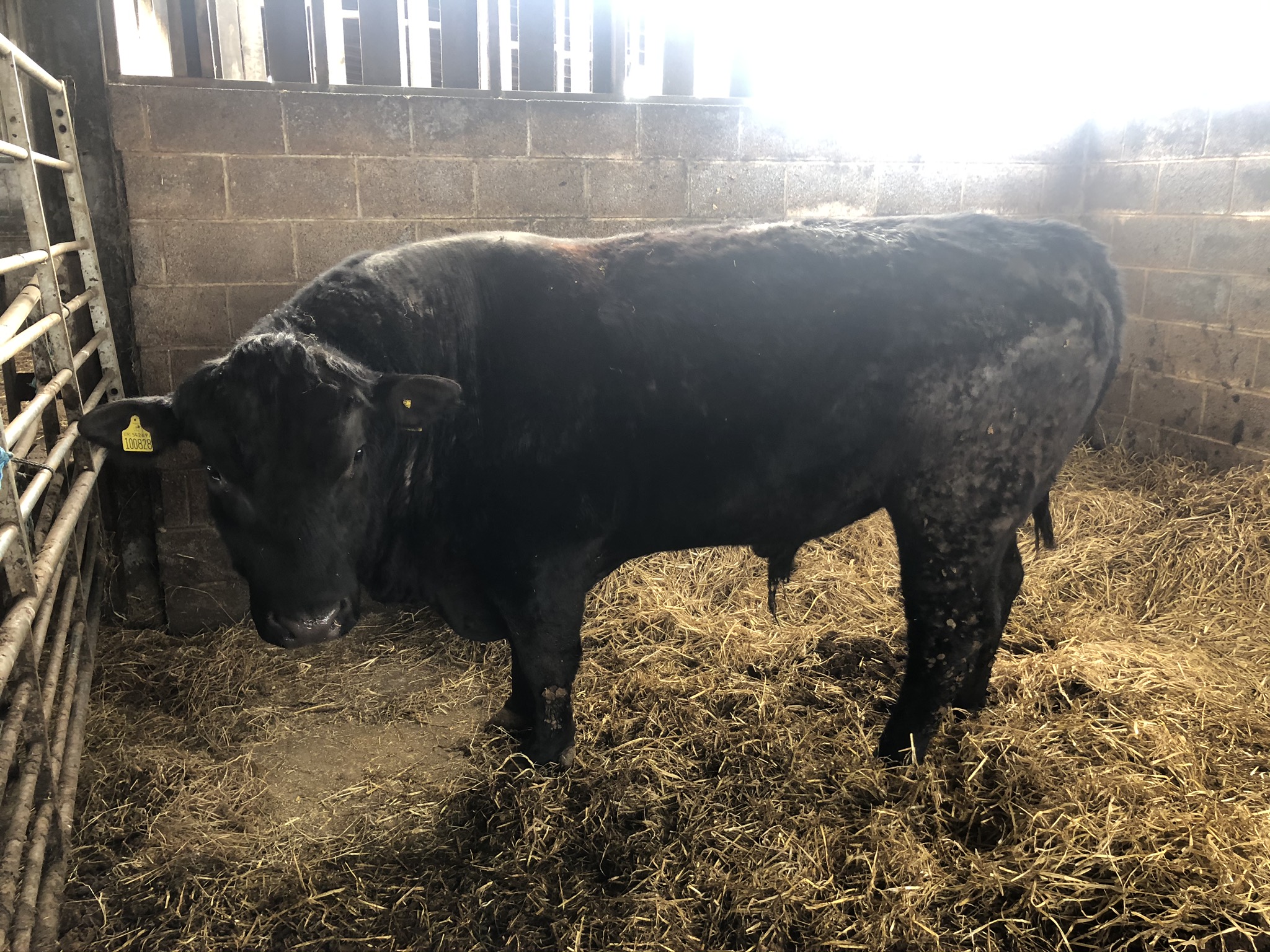 JACKTON ESTATE ABERDEEN-ANGUS BULLS FOR SALE - HW FERDINAND P828 ...