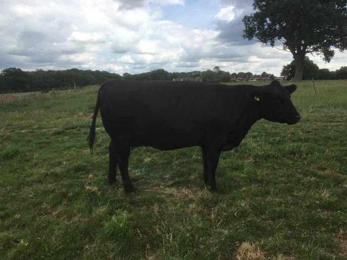 Heifers for Sale – Perrywood Aberdeen-Angus | Aberdeen-Angus Cattle Society