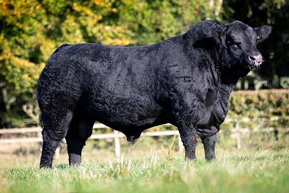 Bulls for Sale - Gordon Aberdeen-Angus - Aberdeen-Angus Cattle Society