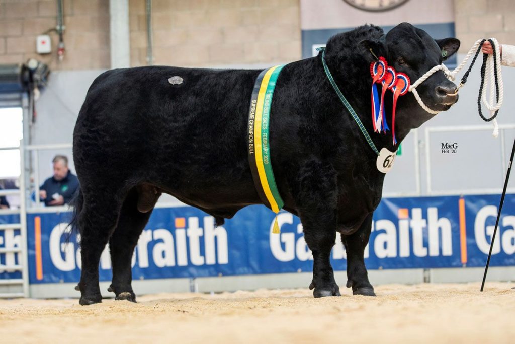 News & Events - Aberdeen-Angus Cattle Society