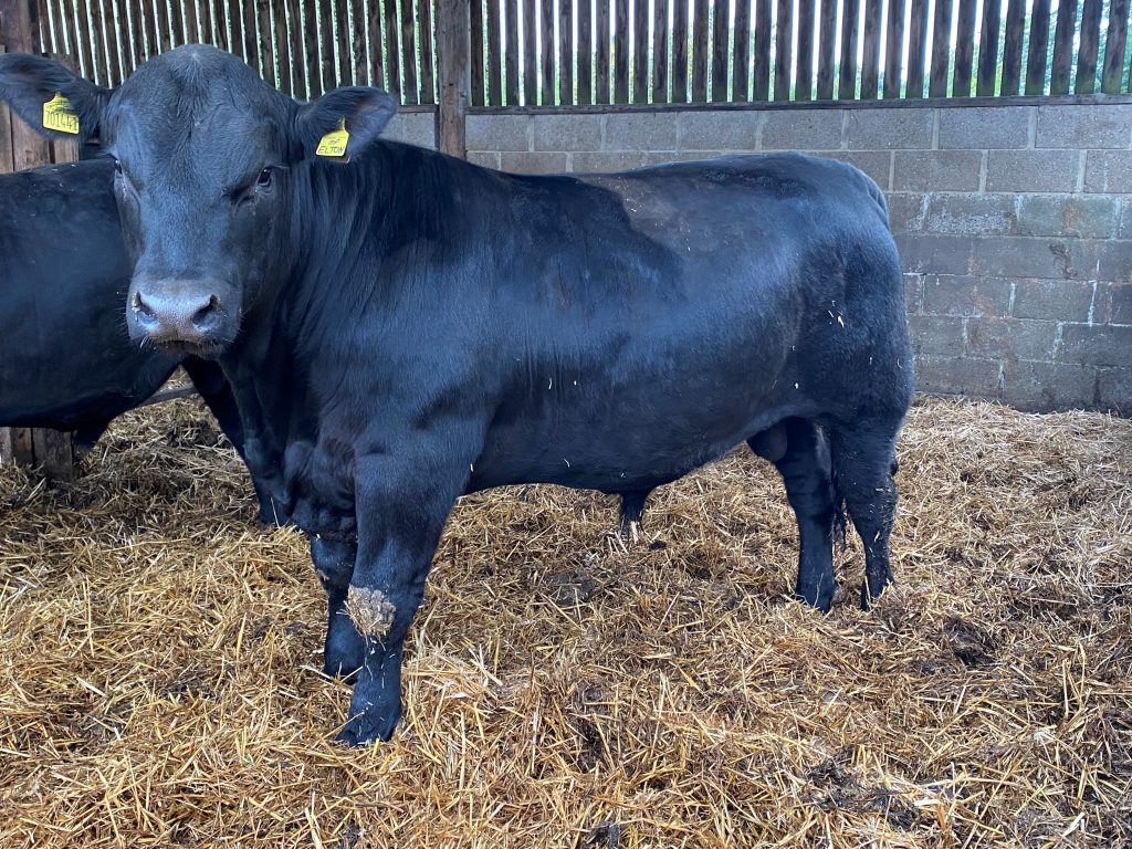 8 pedigree Aberdeen Angus bulls 16-19 months- For Sale - Aberdeen-Angus ...