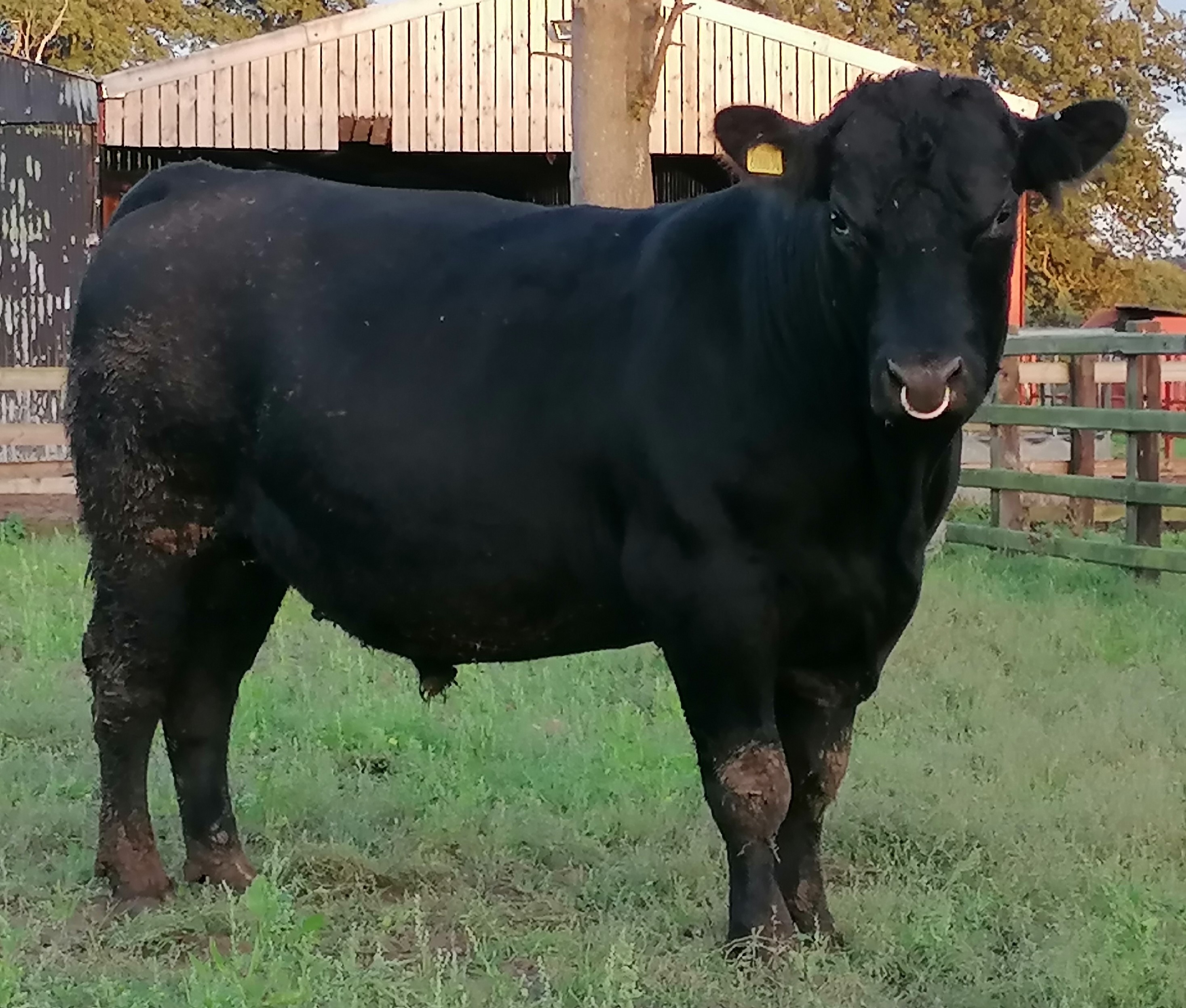 3 Aberdeen- Angus Bulls -For Sale - Aberdeen-Angus Cattle Society