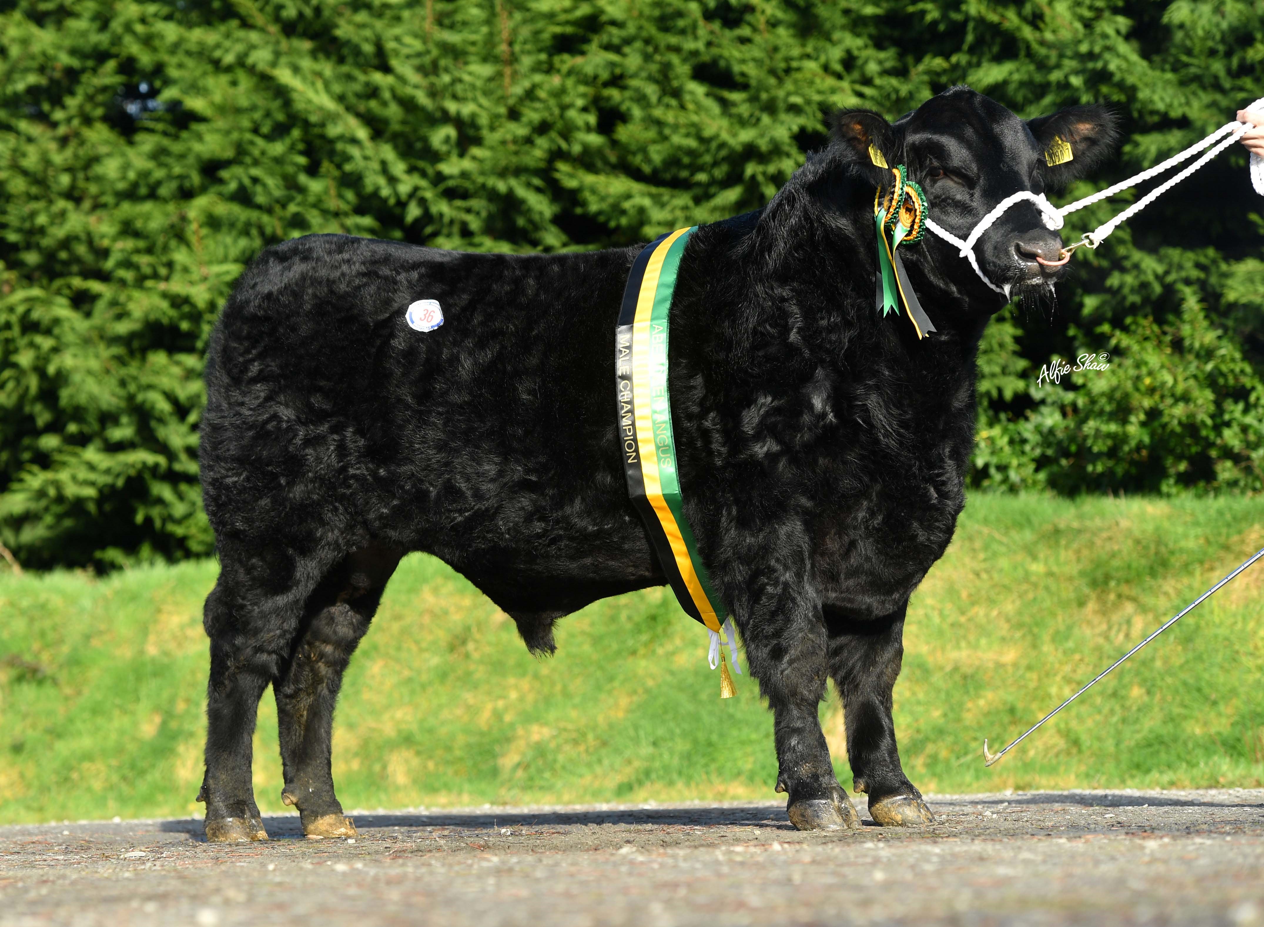 Woodvale bull tops Dungannon Aberdeen Angus trade at 4 200gns