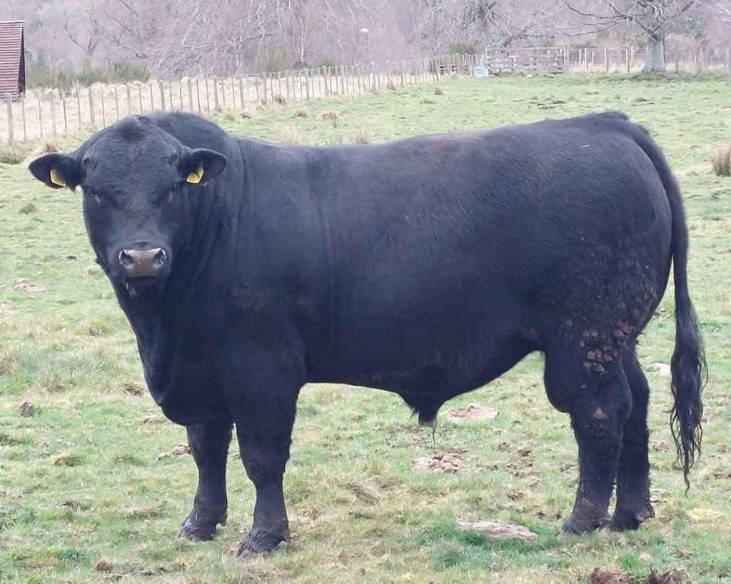 Stock for Sale - Aberdeen-Angus Cattle Society