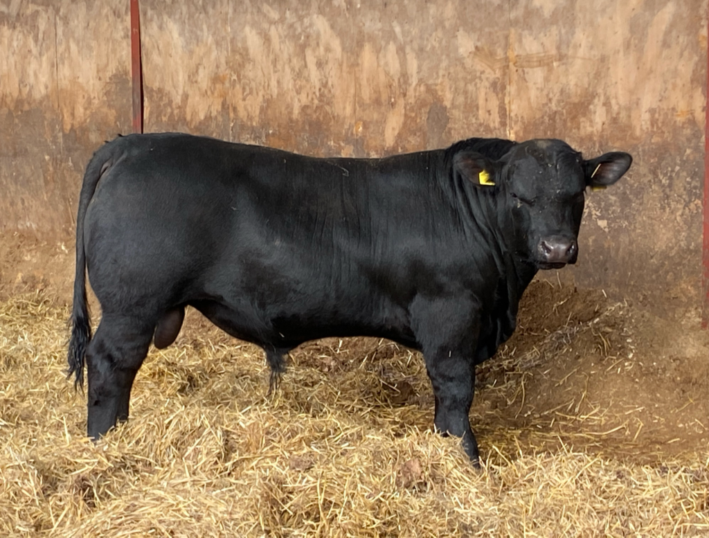 Stock for Sale - Aberdeen-Angus Cattle Society