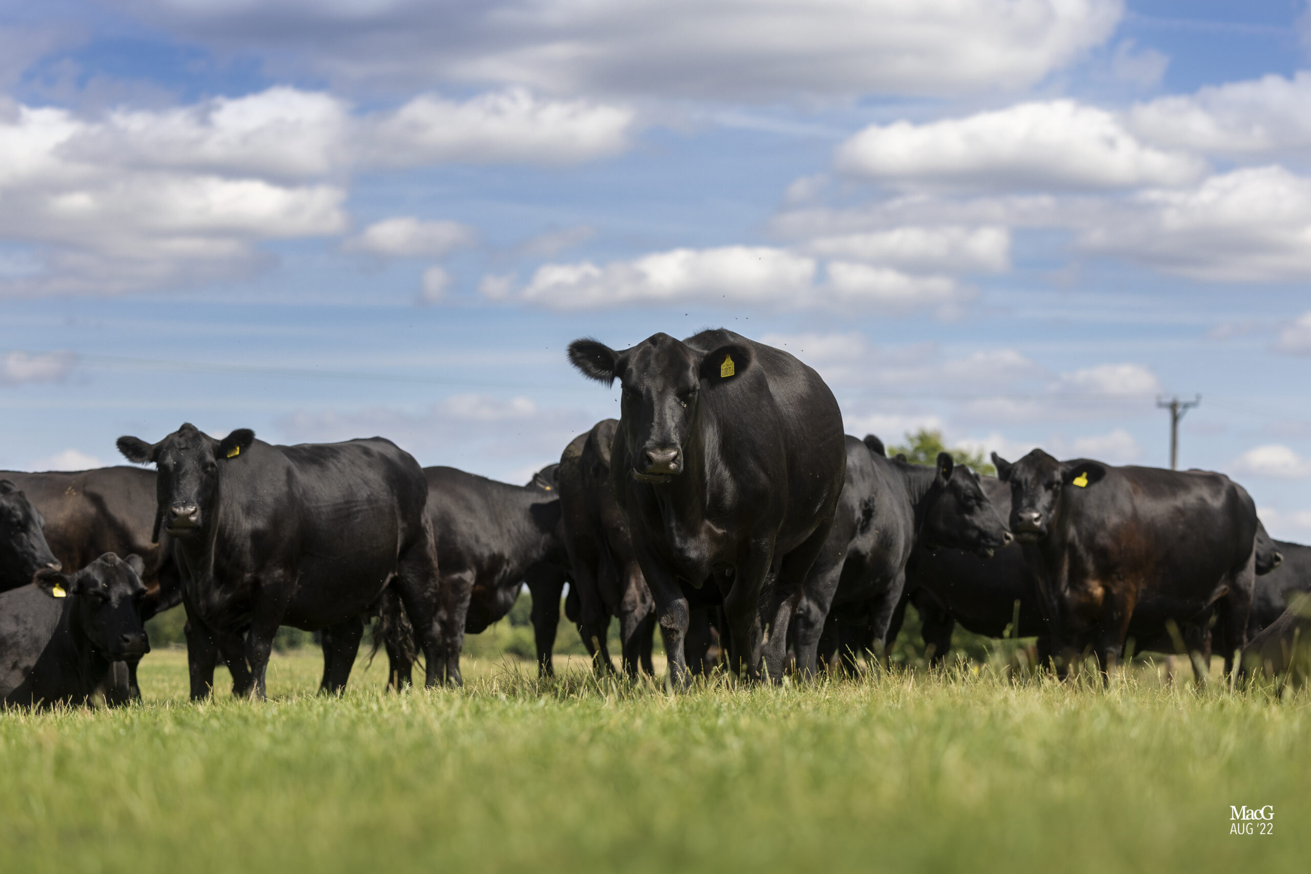 Penguin herd dispersal tops at 6,600gn - Aberdeen-Angus Cattle Society