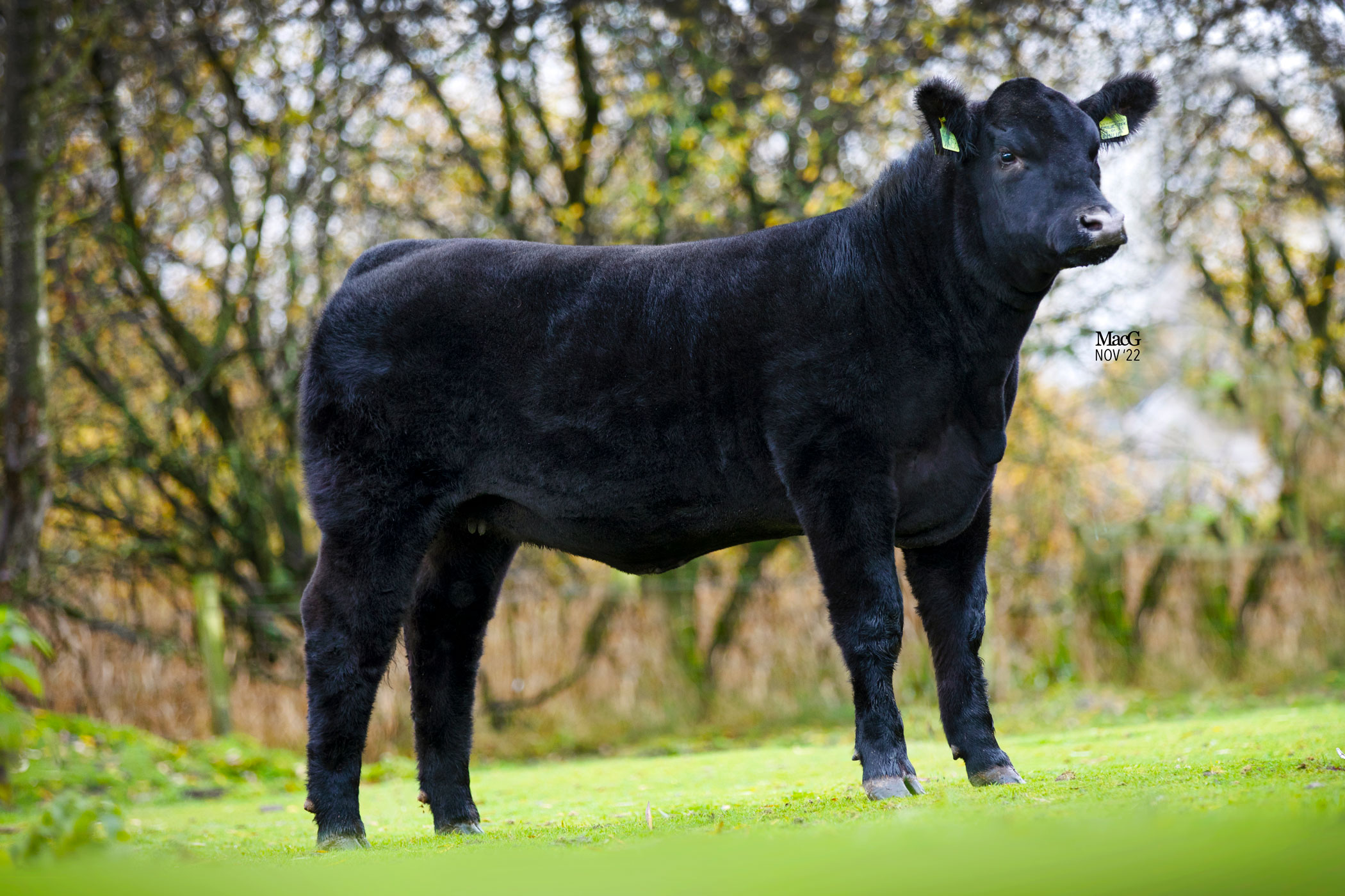 BLACK BEAUTY BONANZA ELITE FEMALE SALE 2022 - Aberdeen-Angus Cattle Society