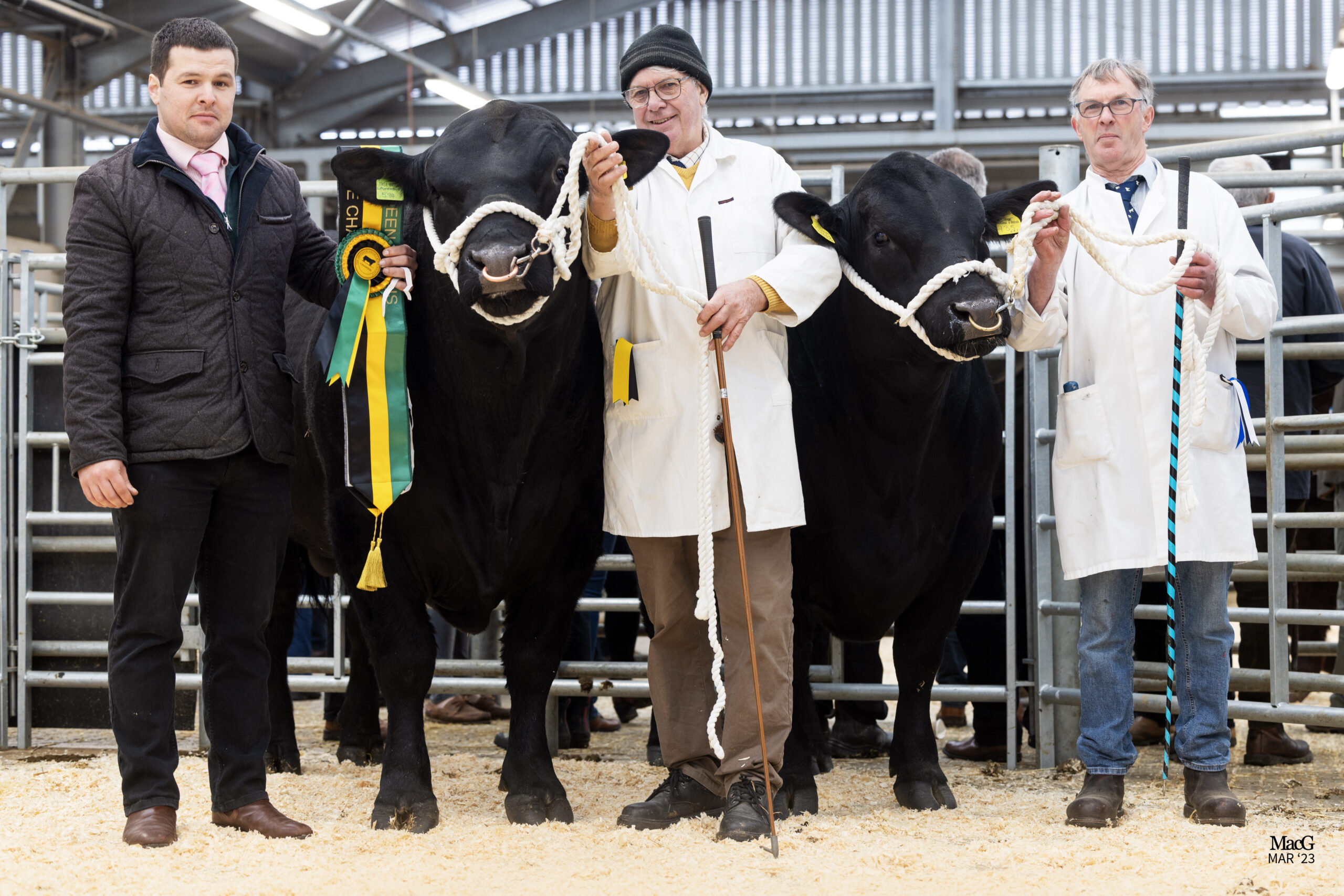 Sale report from Melton Mowbray - Aberdeen-Angus Cattle Society