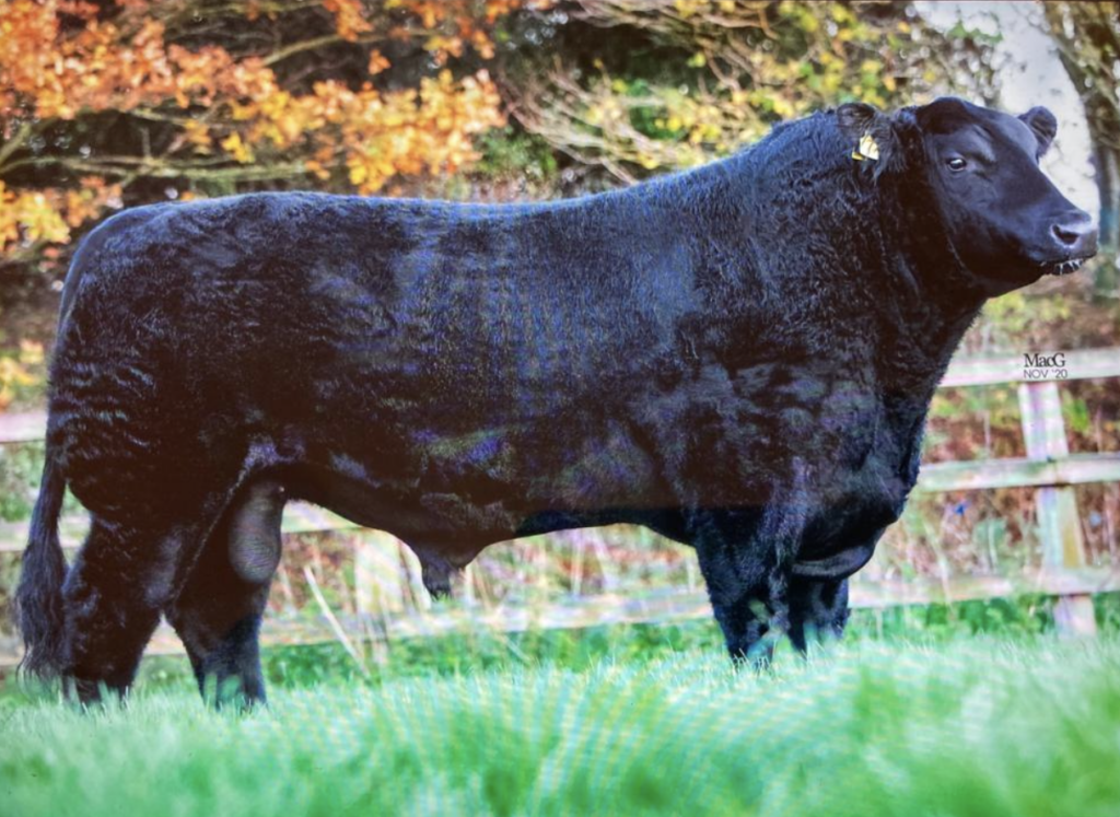 Stock for Sale - Aberdeen-Angus Cattle Society