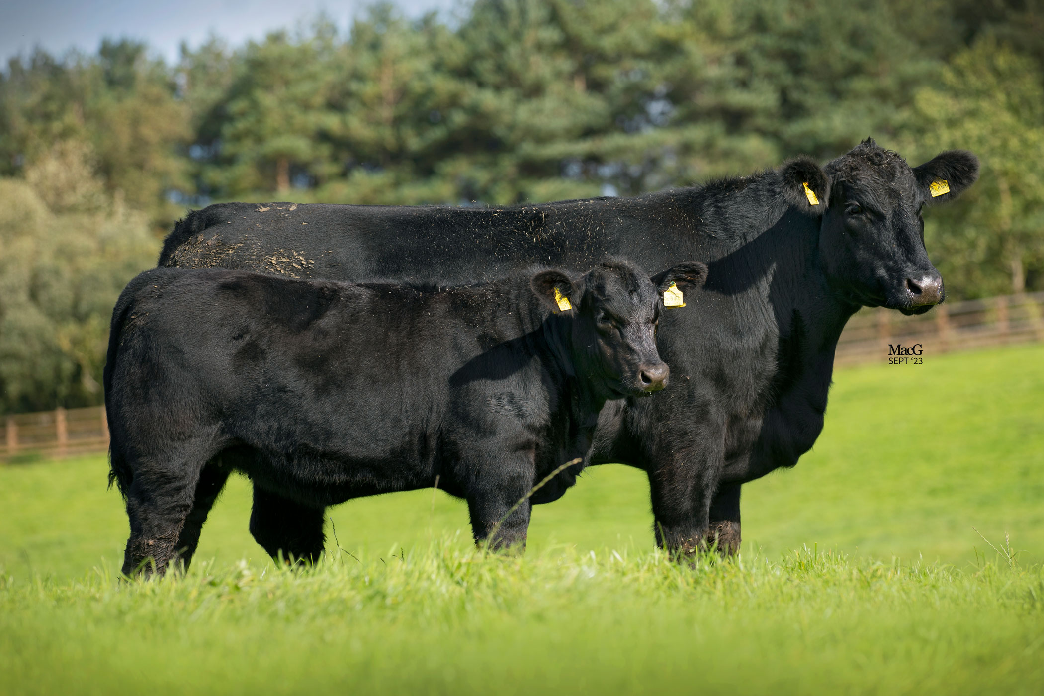 Gretnahouse Dispersal Sale Report - Aberdeen-Angus Cattle Society