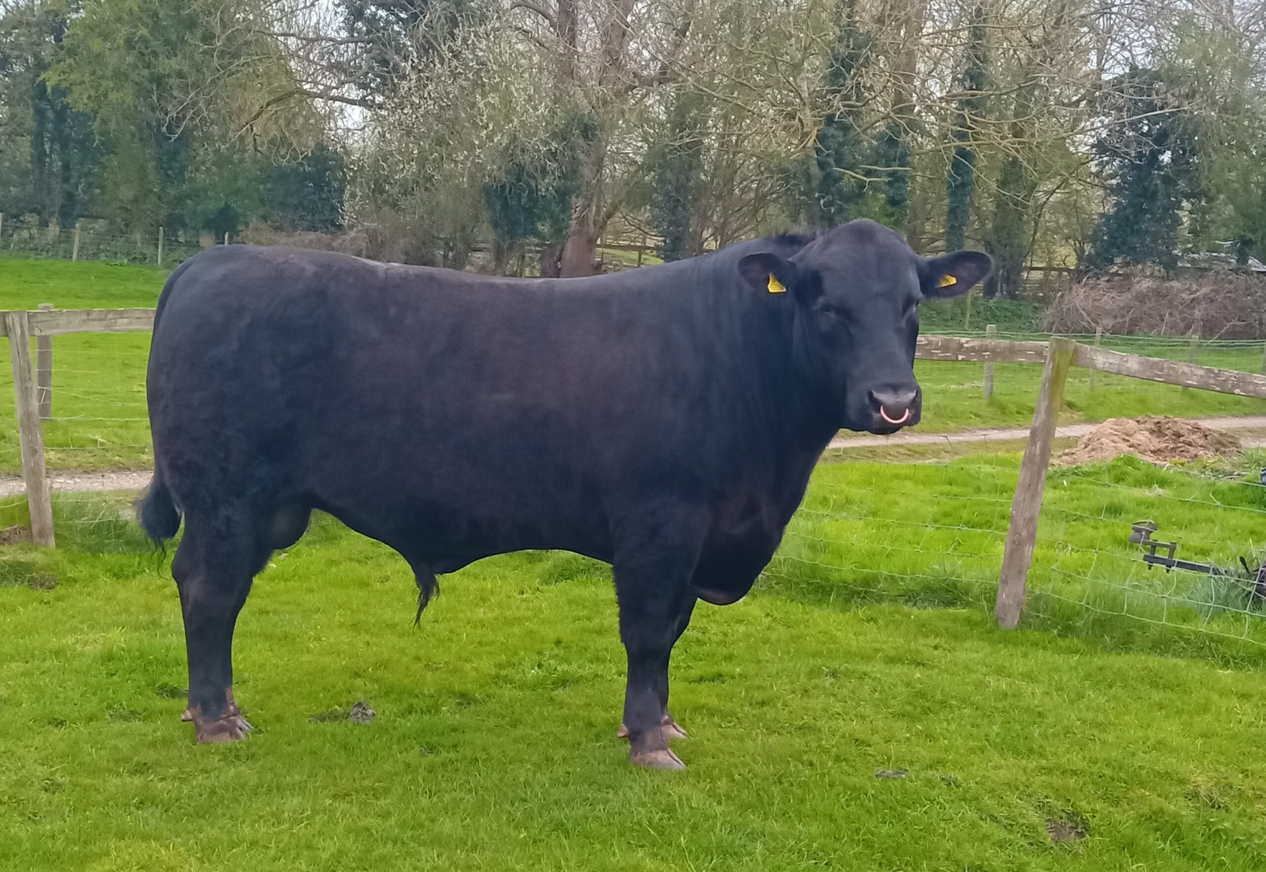 Aberdeen-Angus Bull for sale – Worcs Area - Aberdeen-Angus Cattle Society