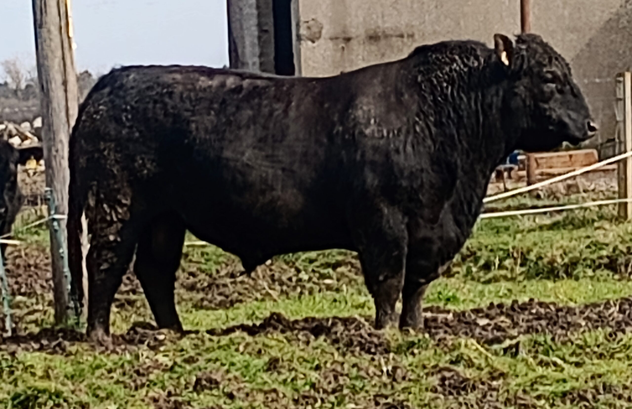 Aberdeen Angus Stock Bull for Sale - Moray Area - Aberdeen-Angus Cattle ...