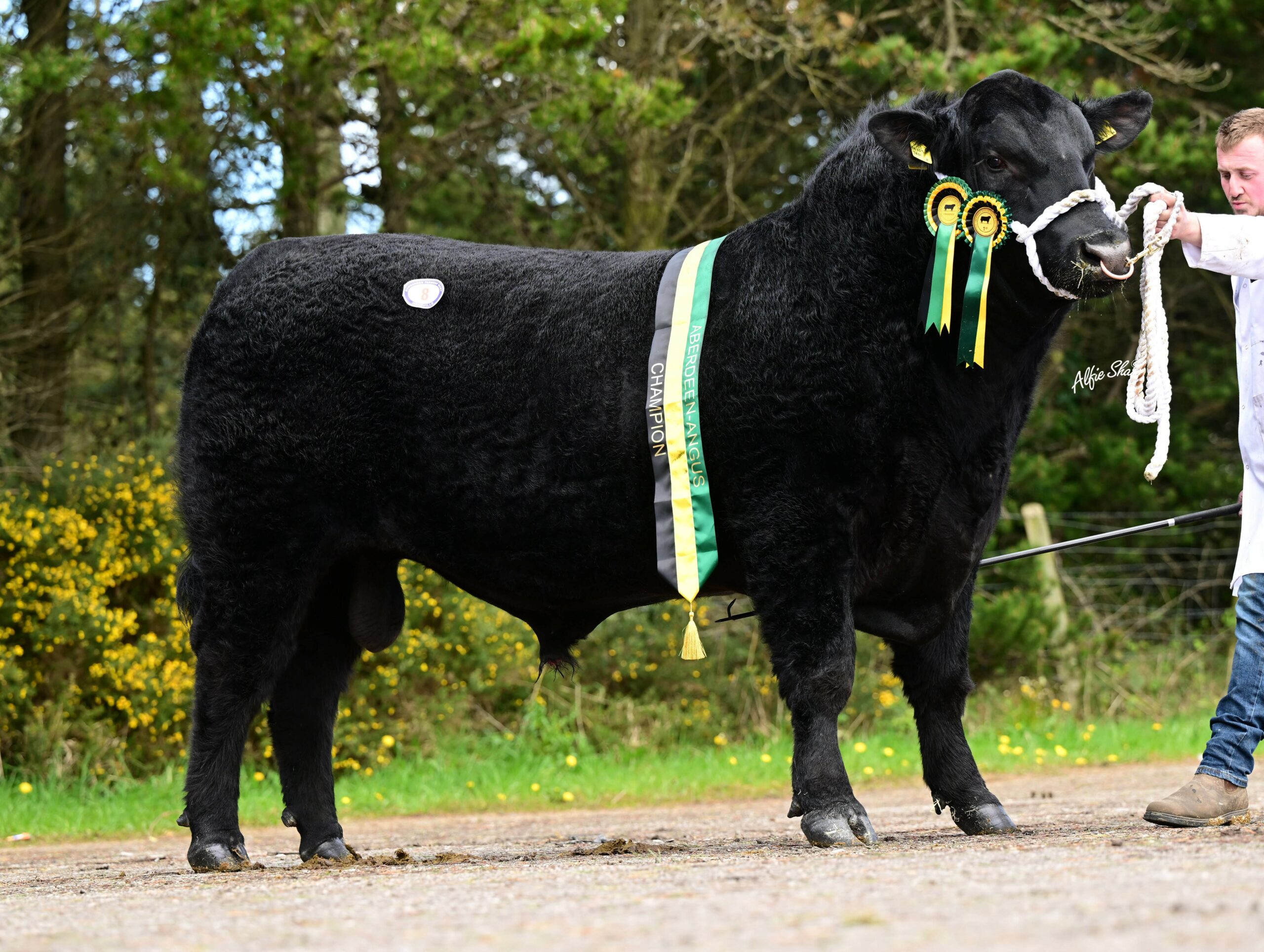 Aberdeen-Angus champion sets 8,400gns record at Dungannon - Aberdeen ...