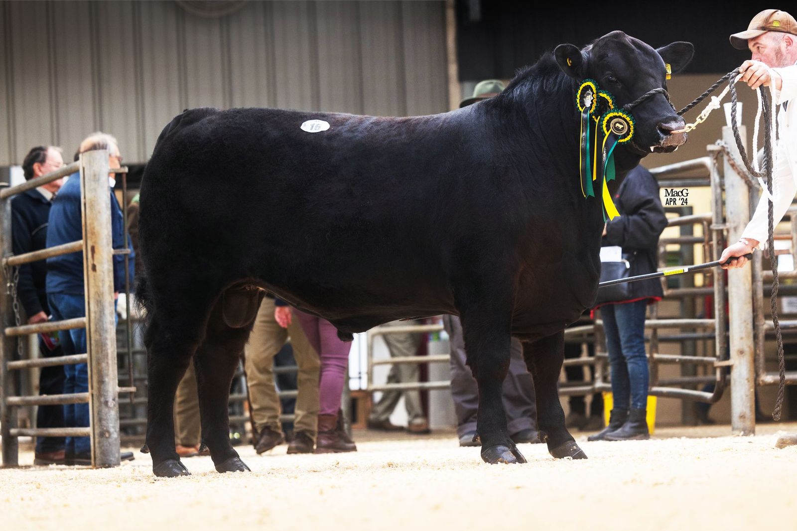 Worcester Sale Report – April 2024 - Aberdeen-Angus Cattle Society