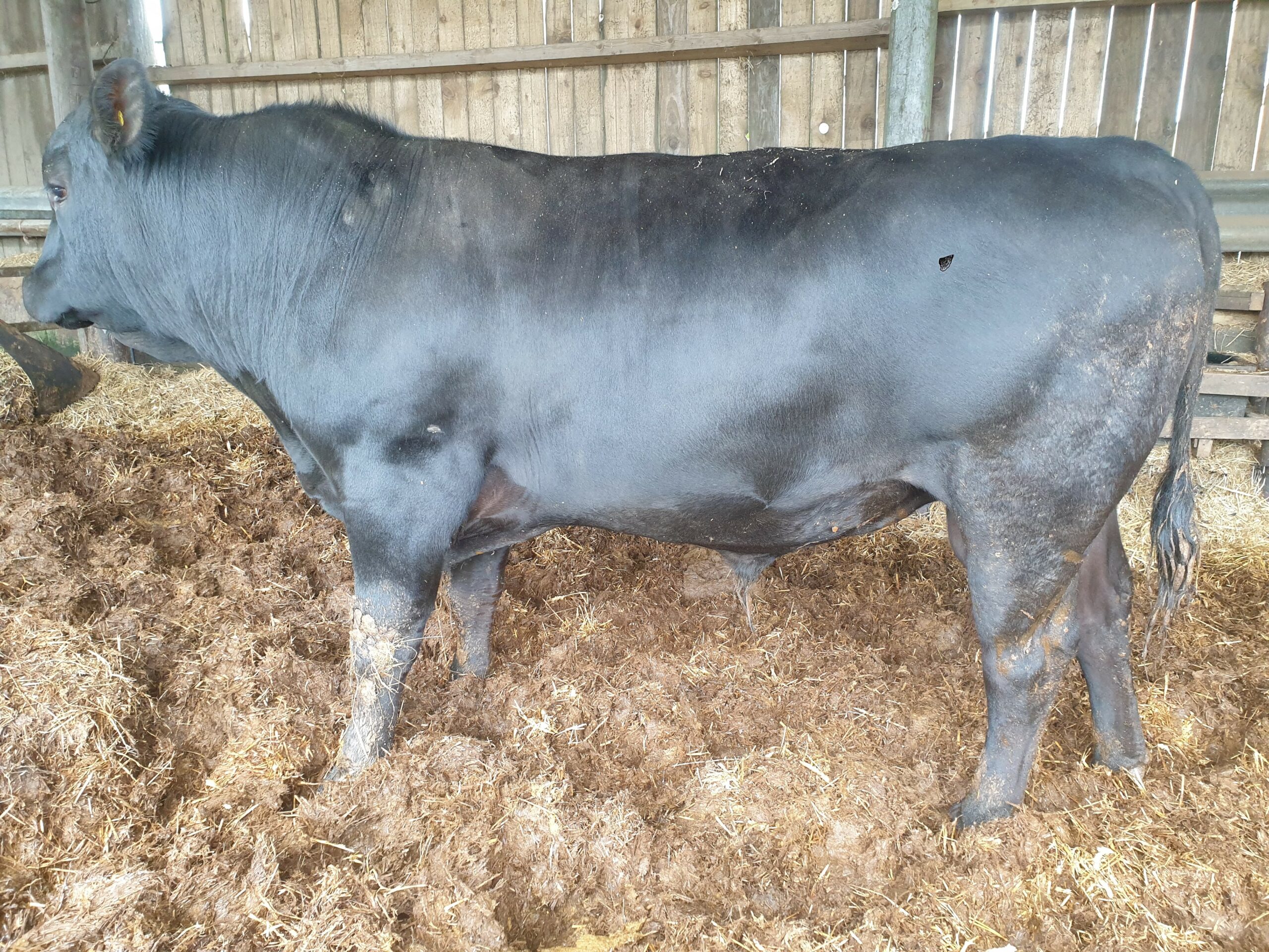 Aberdeen-Angus Bull for sale – Morpeth Area - Aberdeen-Angus Cattle Society