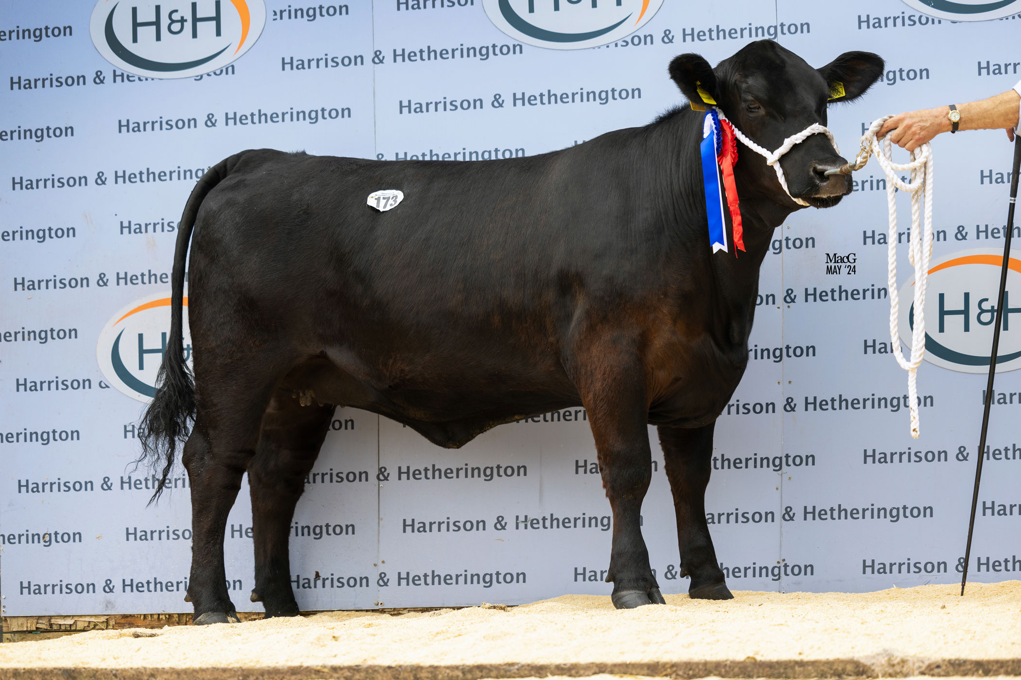 Carlisle May 2024 Show Results AberdeenAngus Cattle Society