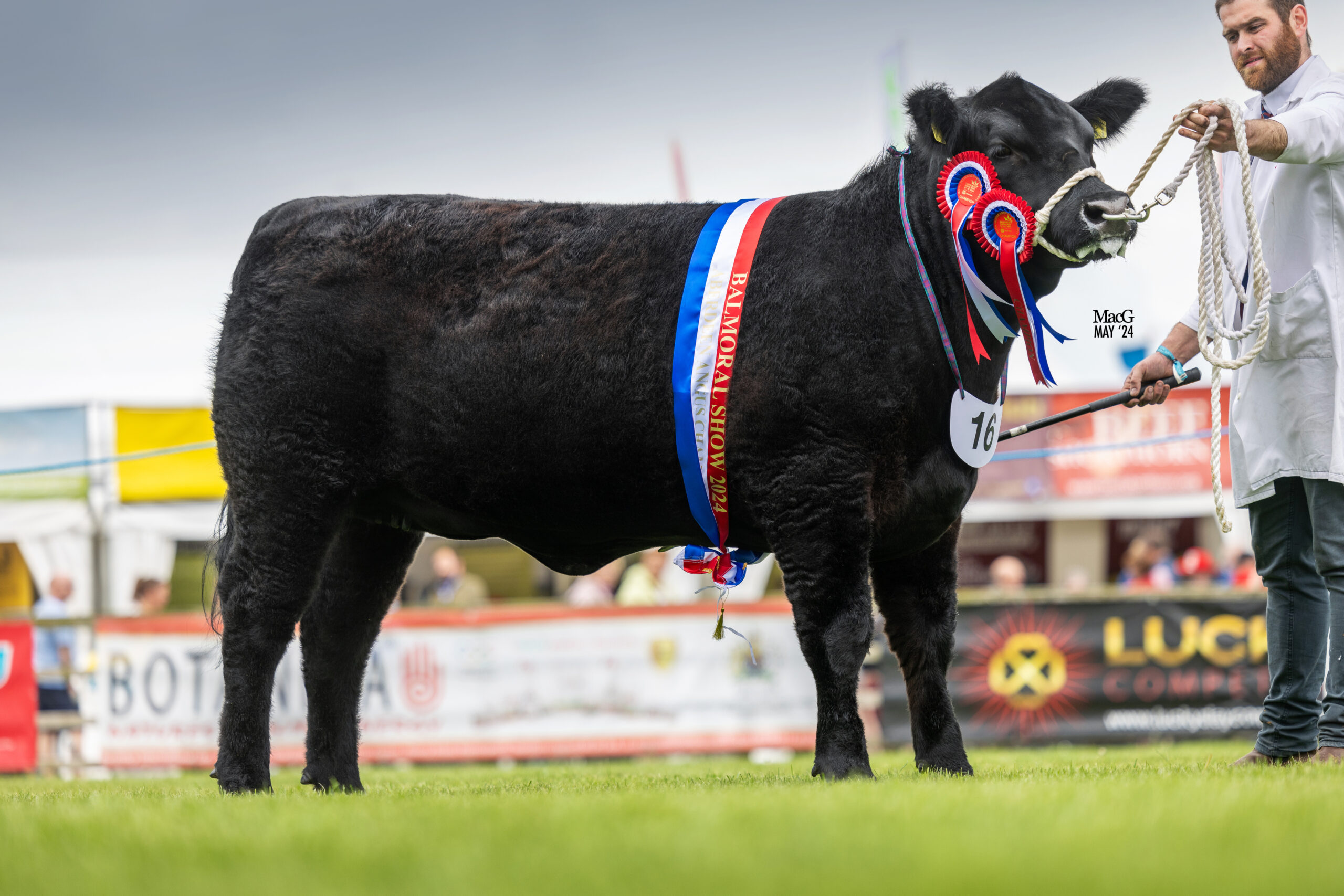 Show report from the 155th Balmoral Show