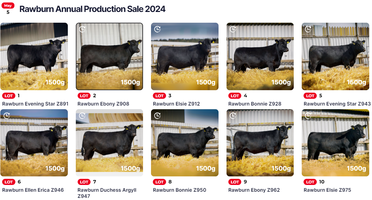 Rawburn Production Sale 2024 - Aberdeen-Angus Cattle Society