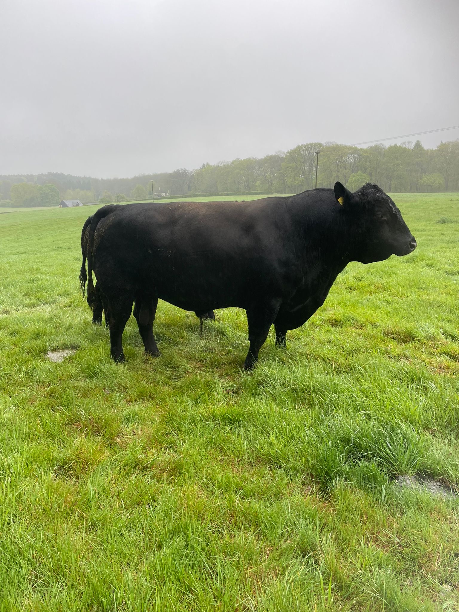 Aberdeen-Angus Bull for Sale – Bedfordshire Area - Aberdeen-Angus ...