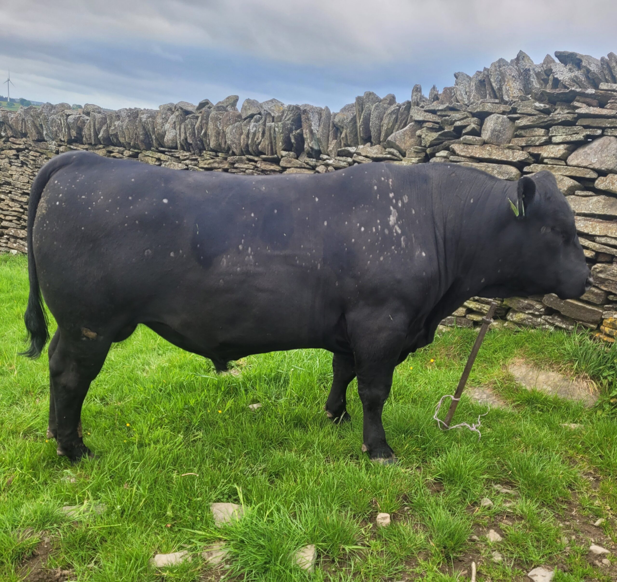 Aberdeen-Angus Bull for Sale - Aberdeen-Angus Cattle Society