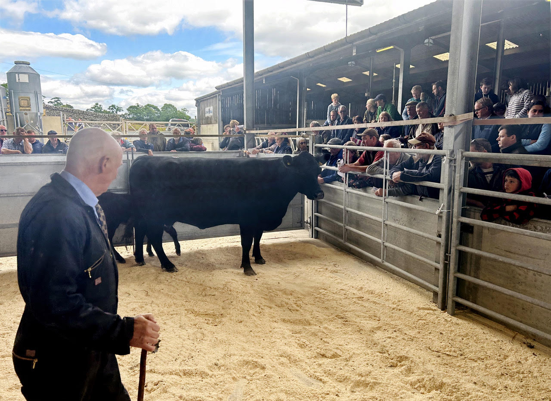 Joint 5,000gns tops at CCM Airedale Angus on-farm production sale ...