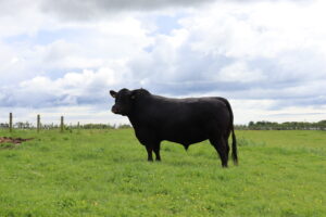 Balmachie Black Oak Z294 for sale - Aberdeen-Angus Cattle Society