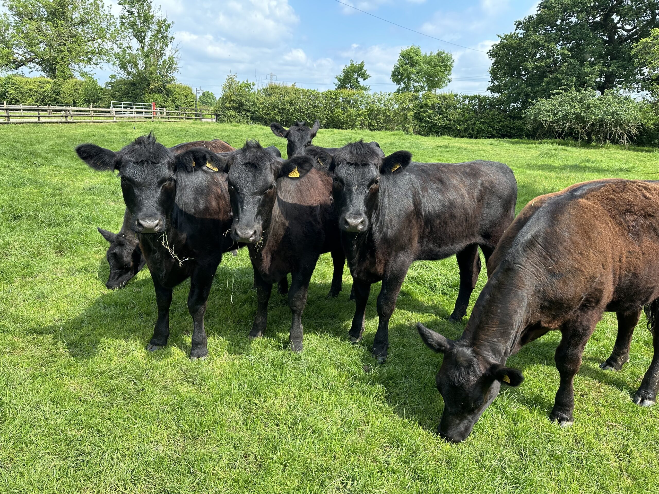 8 Pedigree Aberdeen-Angus Breeding Heifers - Aberdeen-Angus Cattle Society