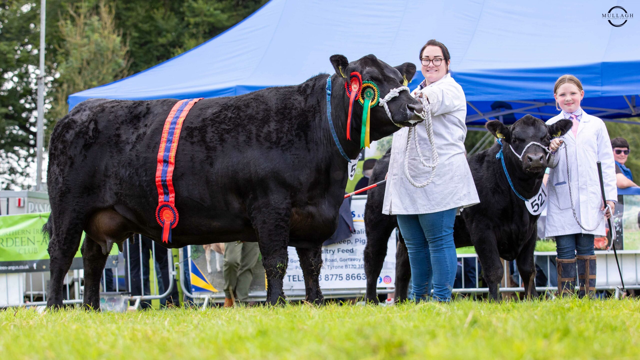 Two-in-a-row for Coolermoney at Aberdeen-Angus Summer Show - Aberdeen ...