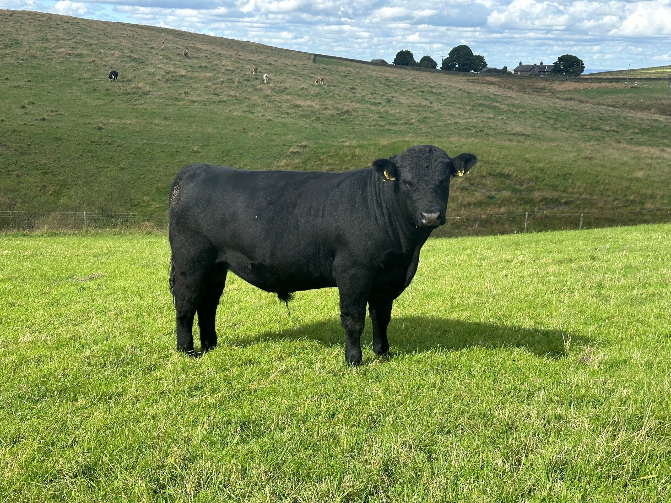 4 Pedigree Aberdeen-Angus Bulls for sale - Aberdeen-Angus Cattle Society