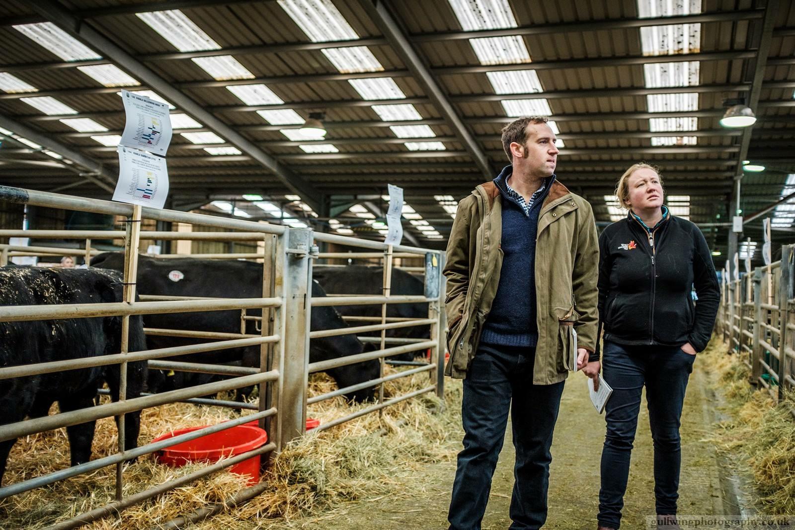 Aberdeen-Angus proves ideal breed for busy Yorkshire couple - Aberdeen ...