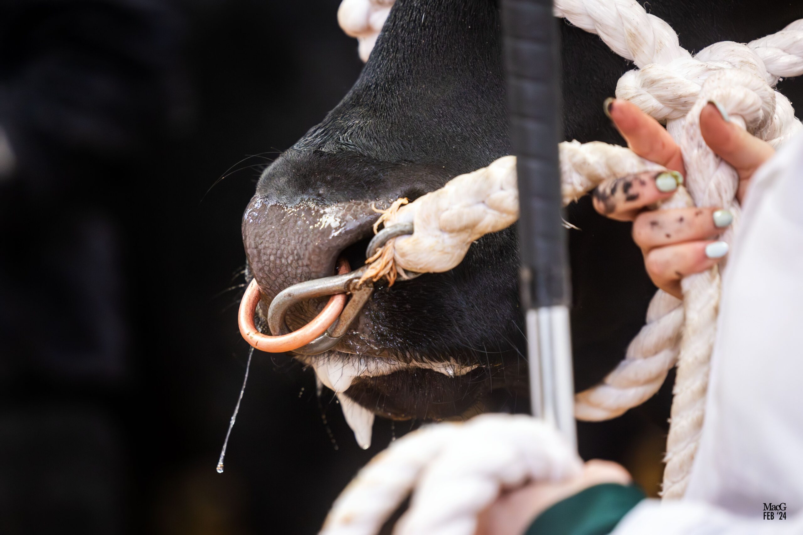 Stirling February Bull Sales