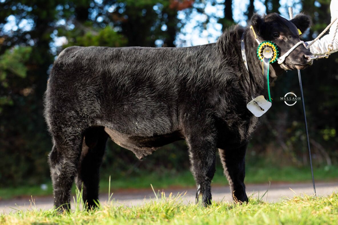 Drumhill herd retains Aberdeen Angus calf show championship | Aberdeen ...