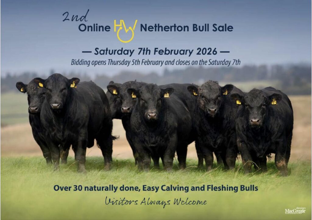 HW Netherton 2nd Bull Sale