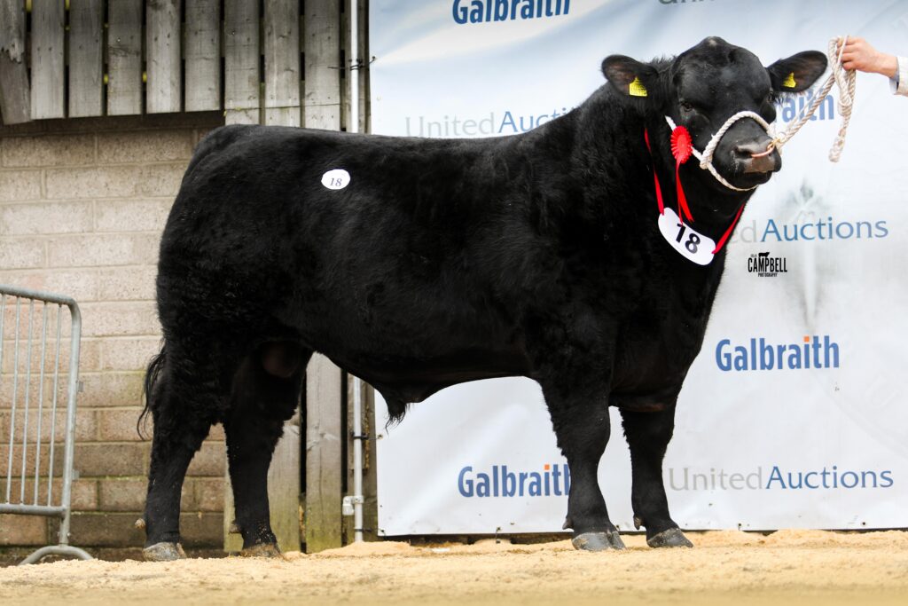 AA_Auchengray Garcon 12,000gns