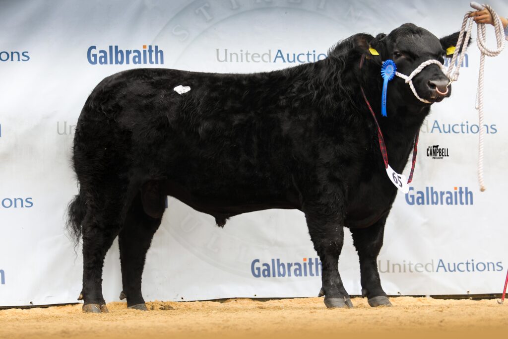 AA_Idvies Evander 18,000gns