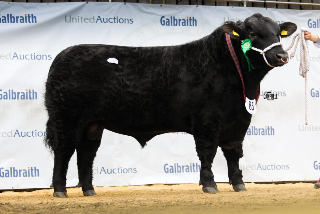 AA_Idvies Proud Pastor 18,000gns