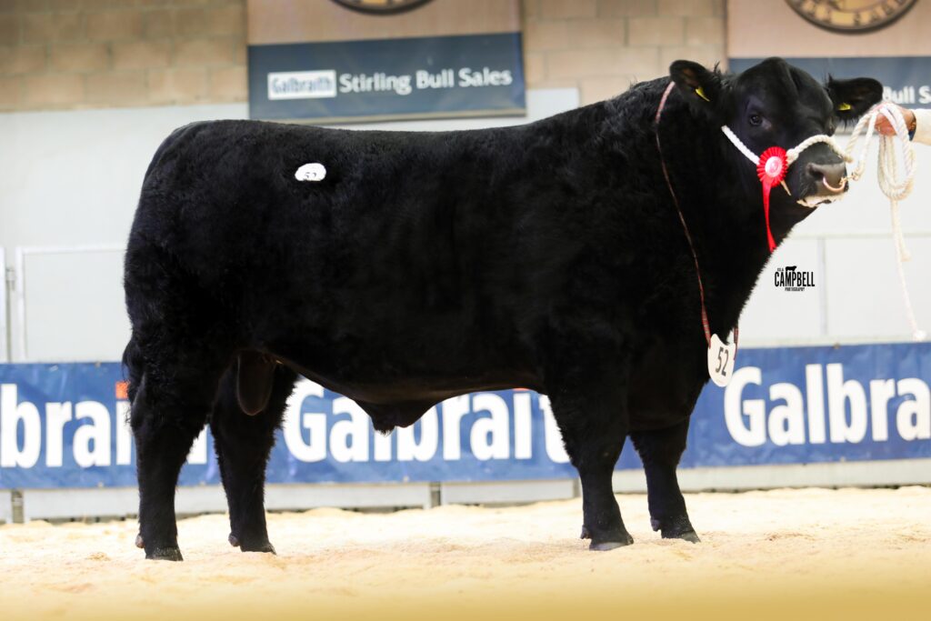 AA_Raddery Elba 14,000gns