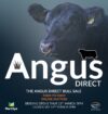 The Angus Direct Sale (online)