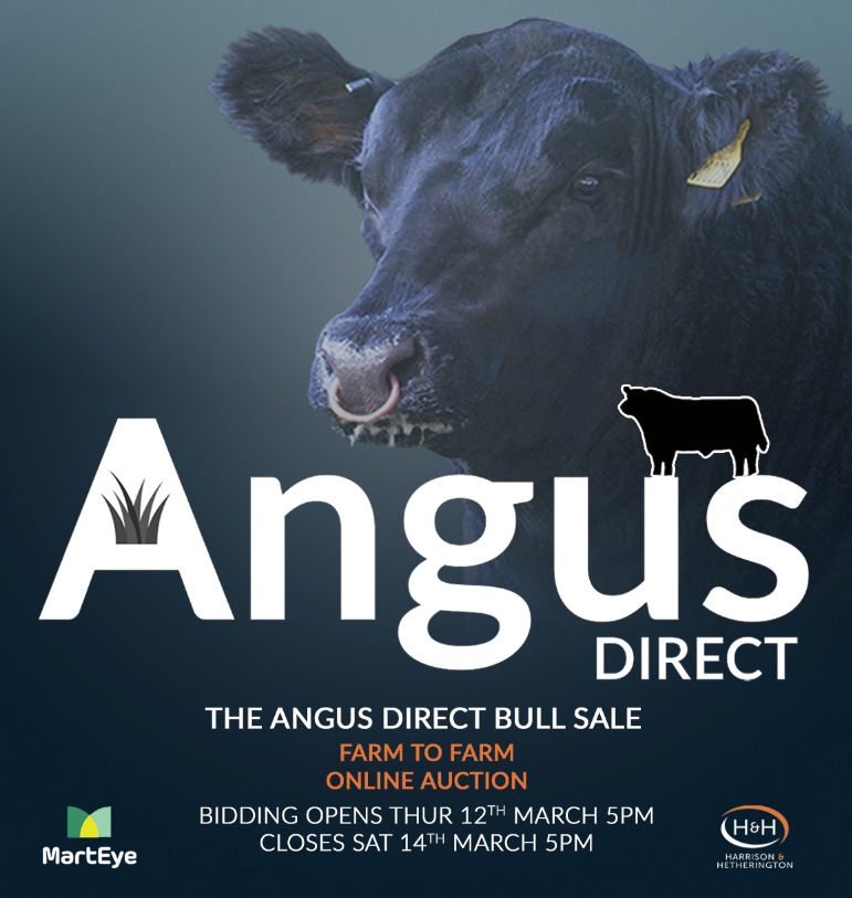 The Angus Direct Sale (online)