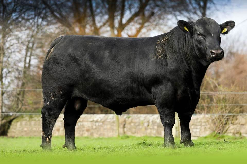 Harold Duke Jose A454